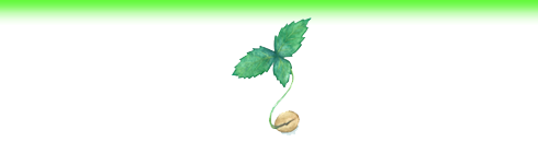 間伐材　植樹　植物