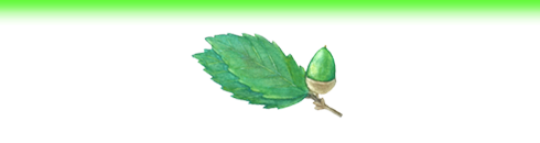 間伐材　植樹　植物