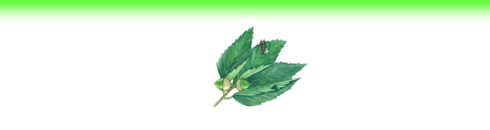 間伐材　植樹　植物